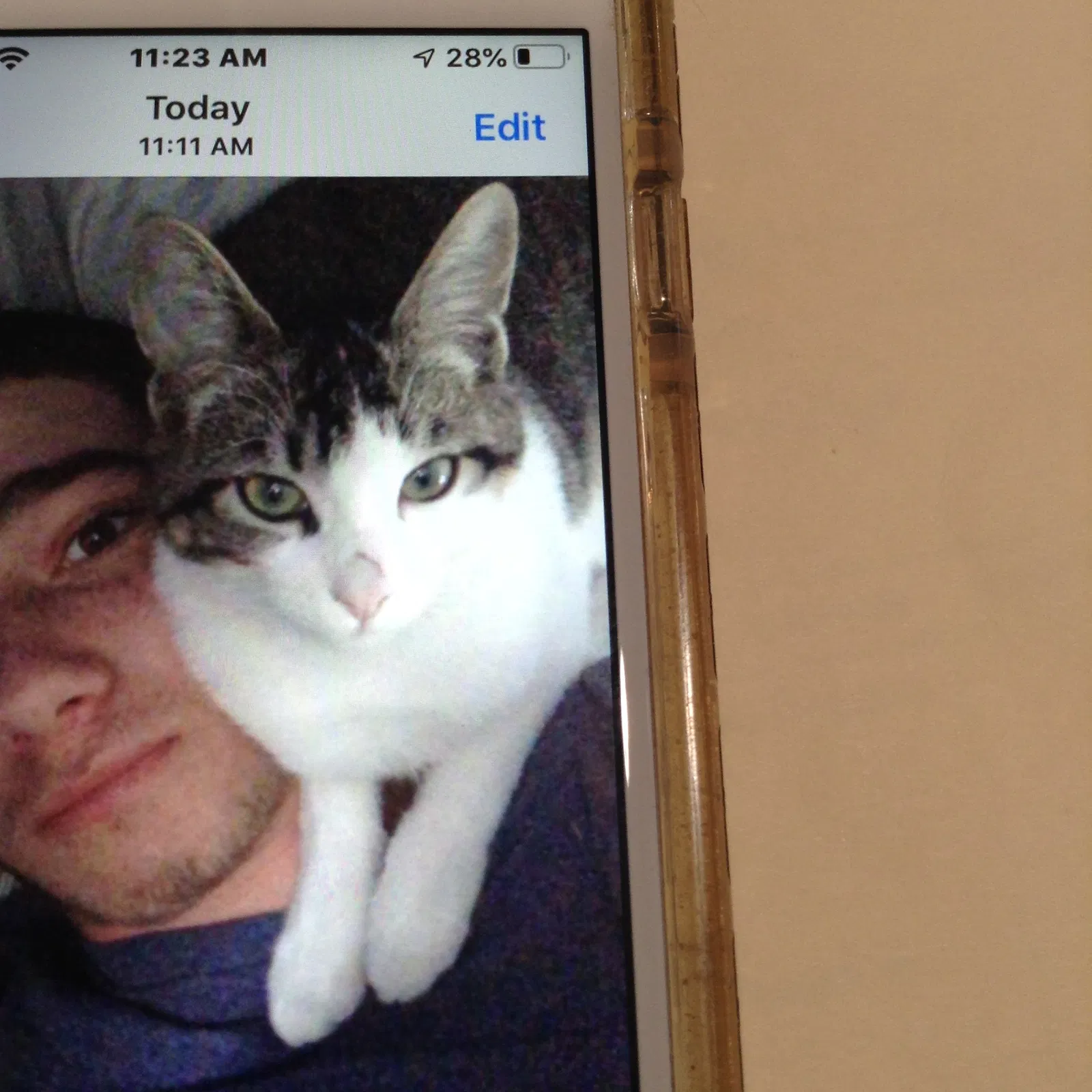 Lost cat in Los Osos, CA, 93402