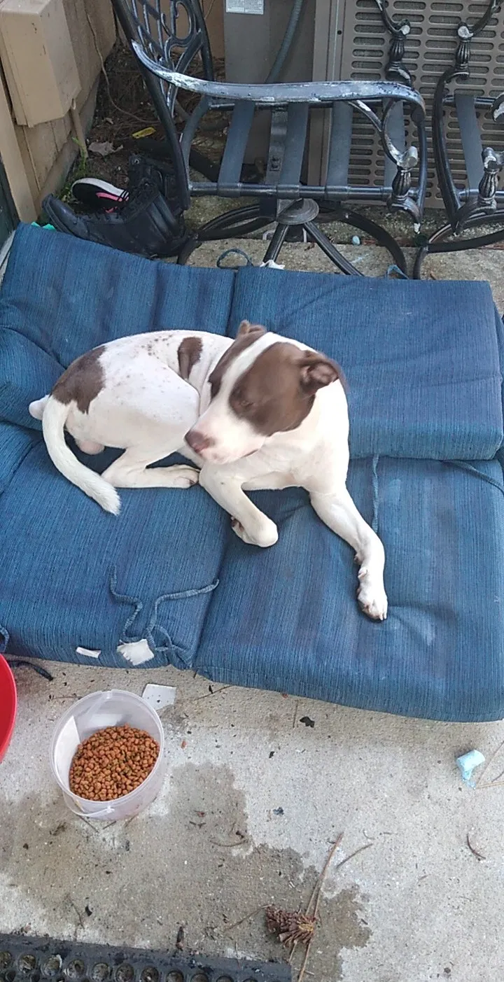 Found dog in Jacksonville, FL, 32257