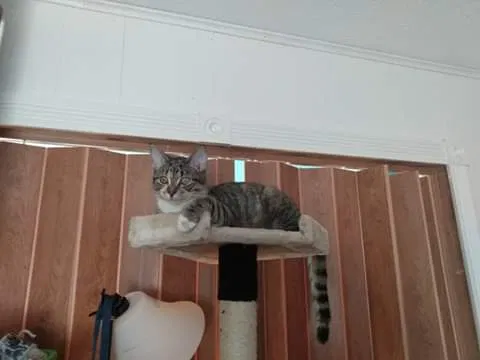 Lost cat in Saint Paul, MN, 55124