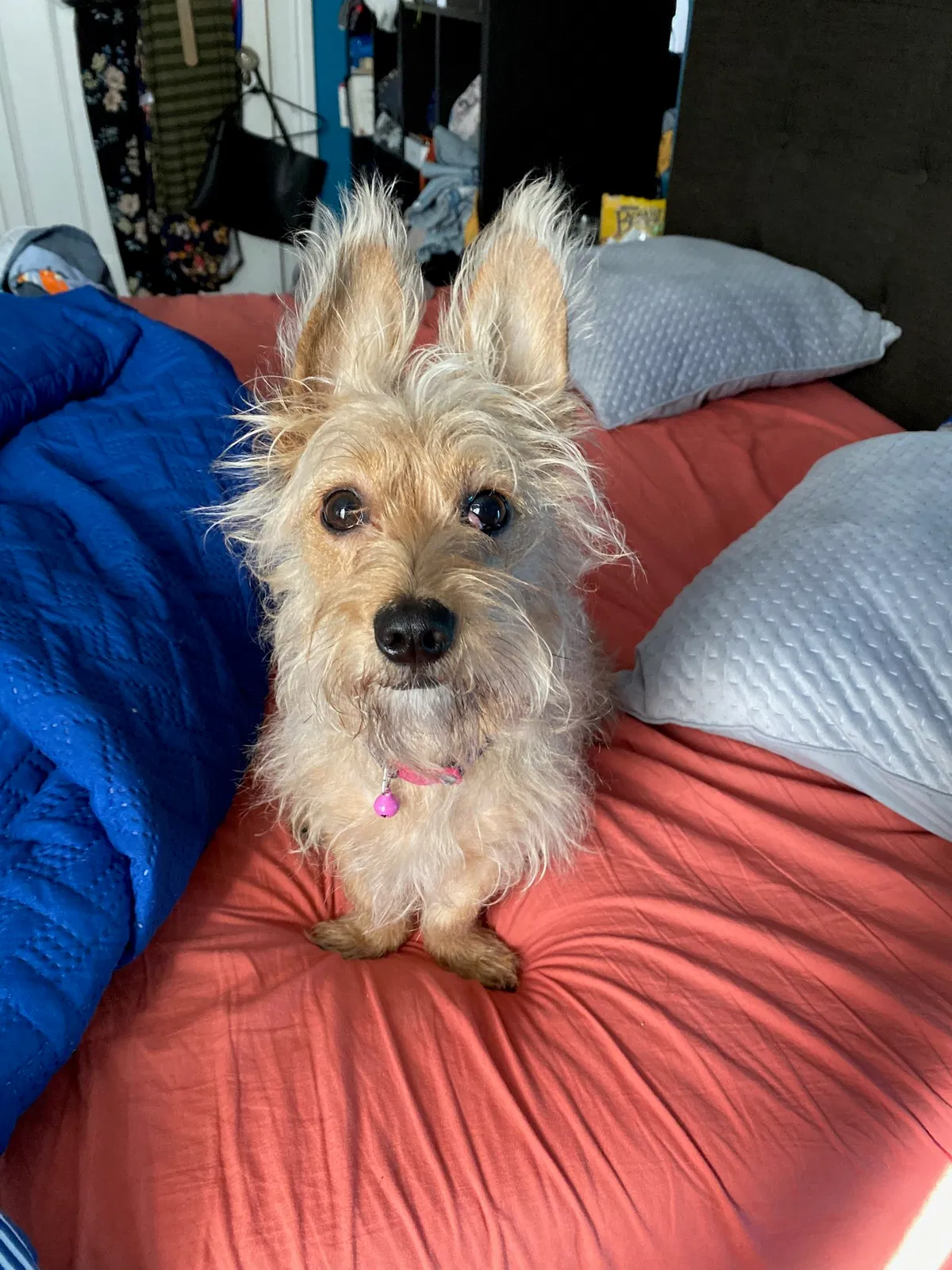 Lost dog in La Puente, CA, 91744