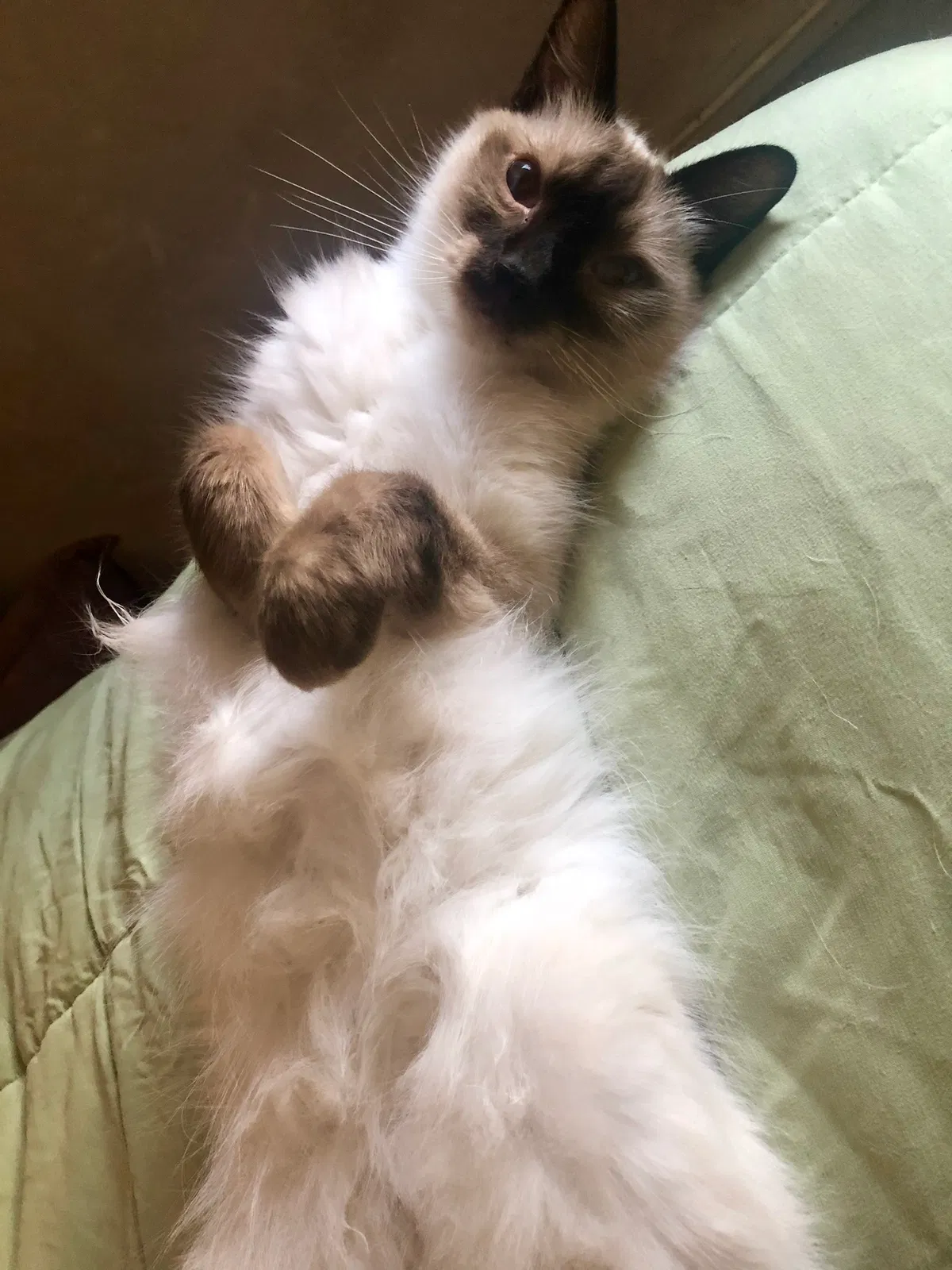 Lost cat in Garden Grove, CA, 92845