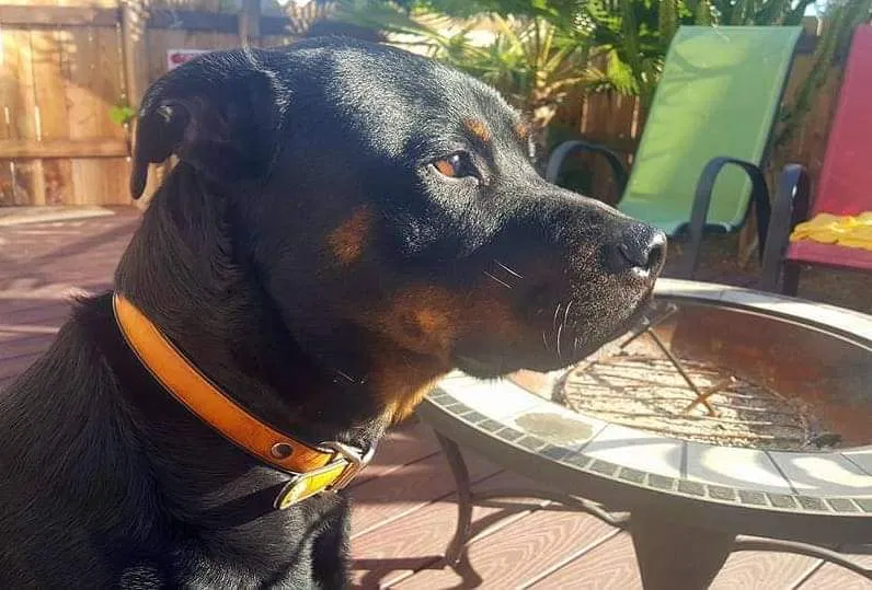Lost dog in Los Angeles, CA, 90042