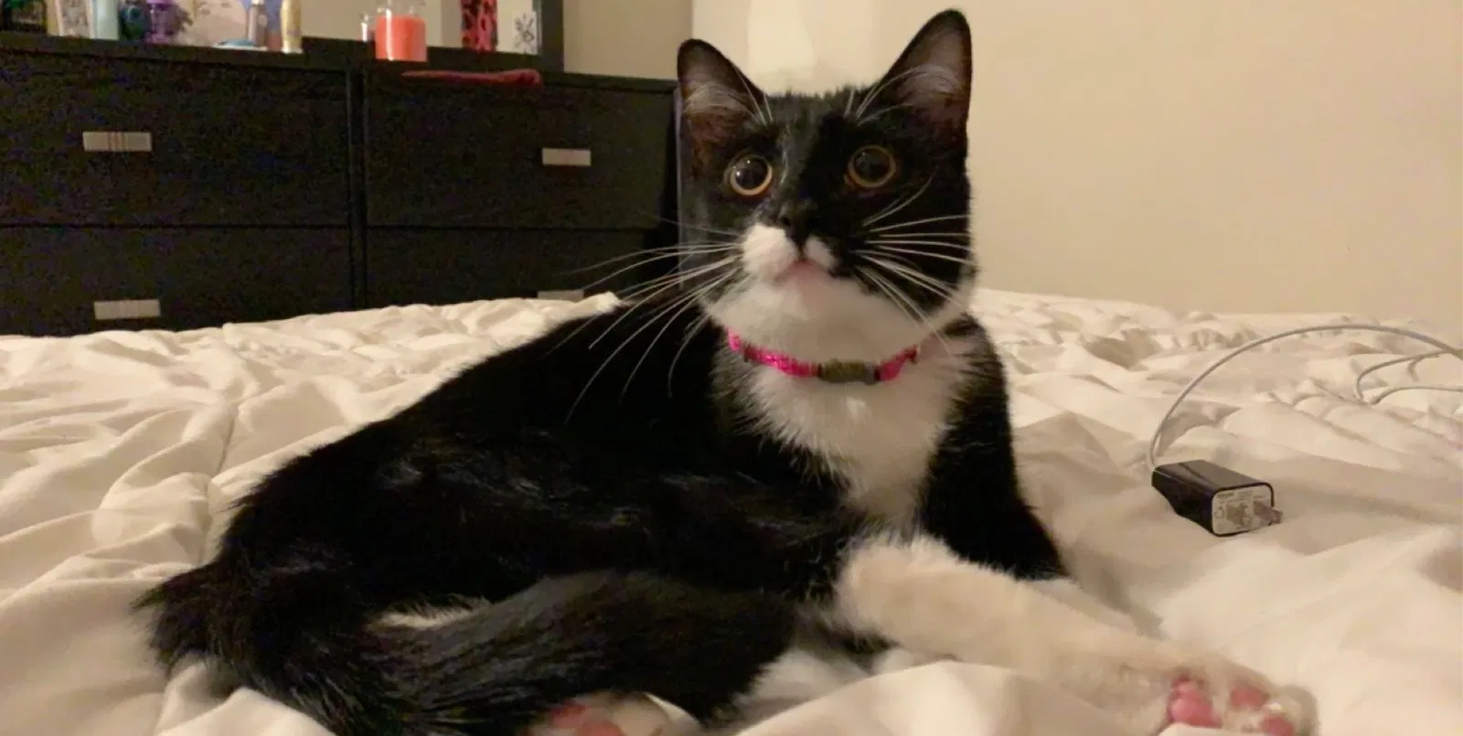 Lost cat in Jackson, NJ, 8527