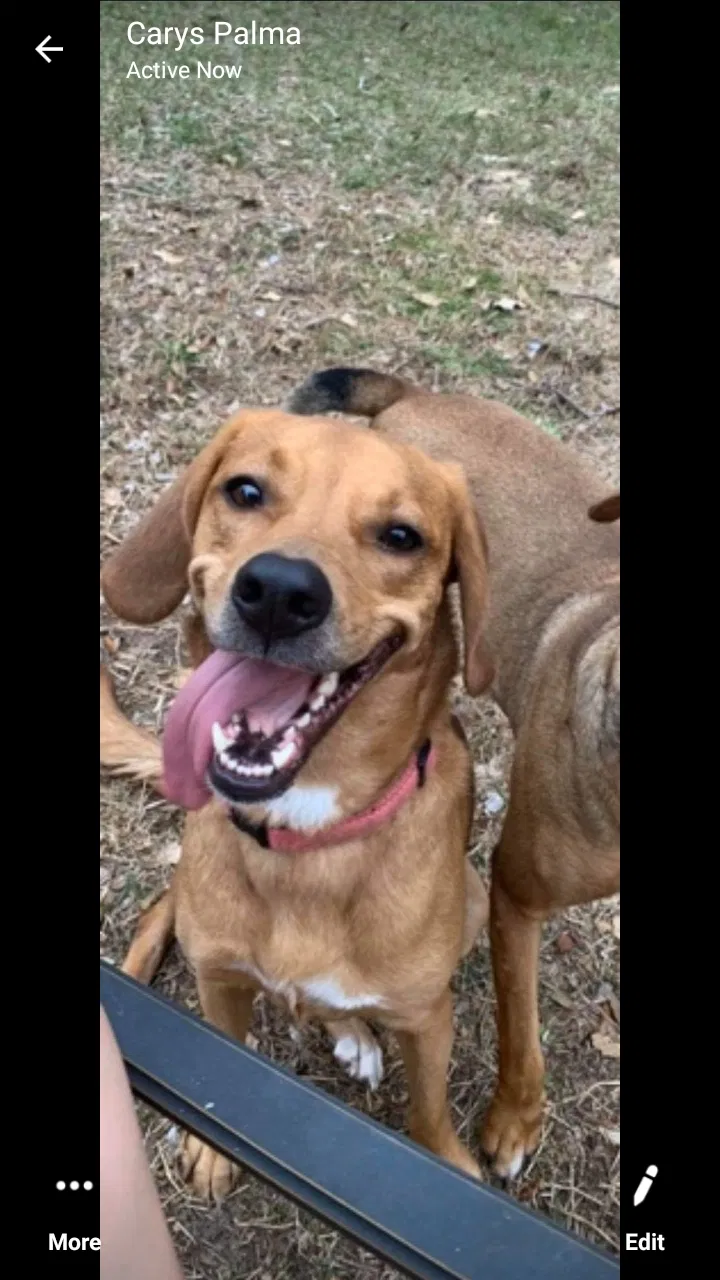 Lost dog in Hudson, FL, 34667