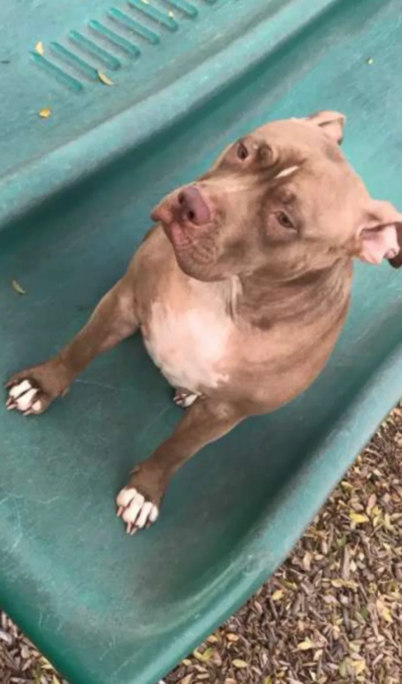 Lost dog in Rowlett, TX, 75089