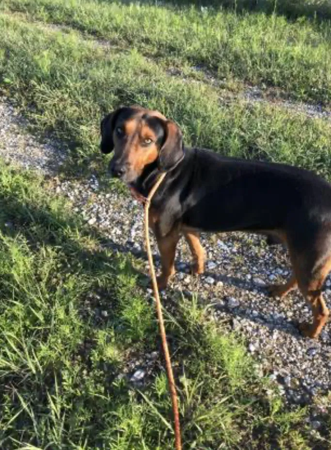 Lost dog in Killeen, TX, 76549