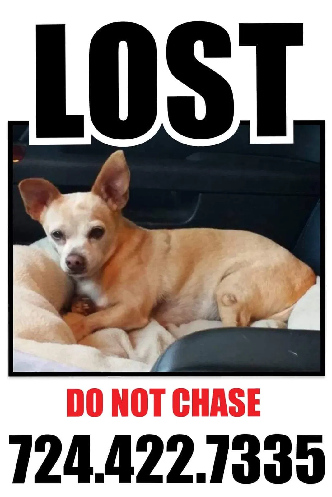 Lost dog in Blairsville, PA, 15717