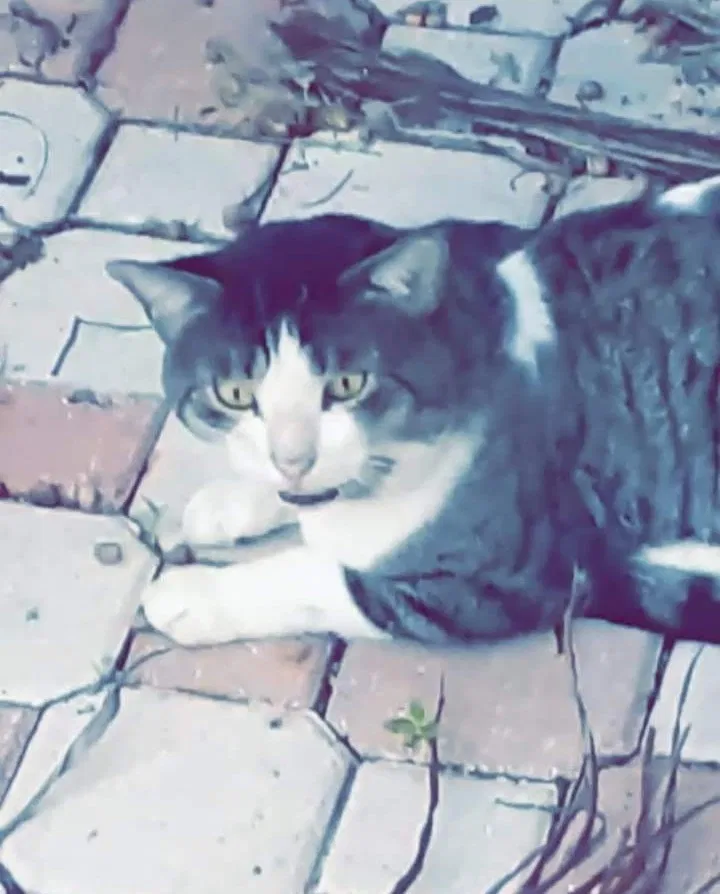 Lost cat in Hollywood, FL, 33029