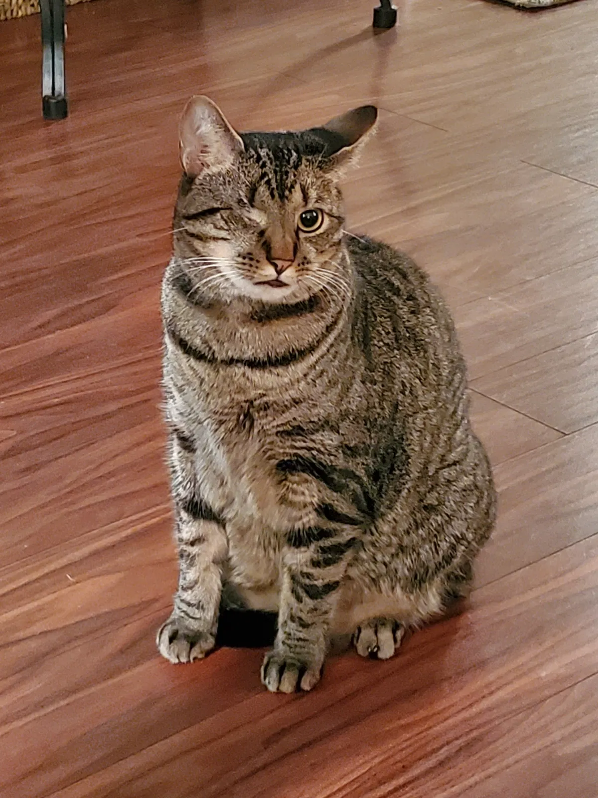Lost cat in Beverly Hills, FL, 34465