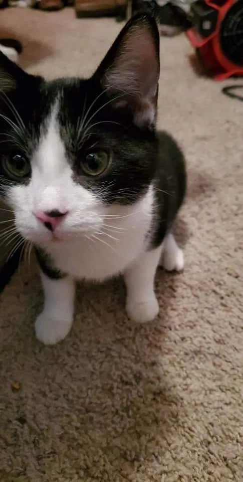 Lost cat in Tucson, AZ, 85740