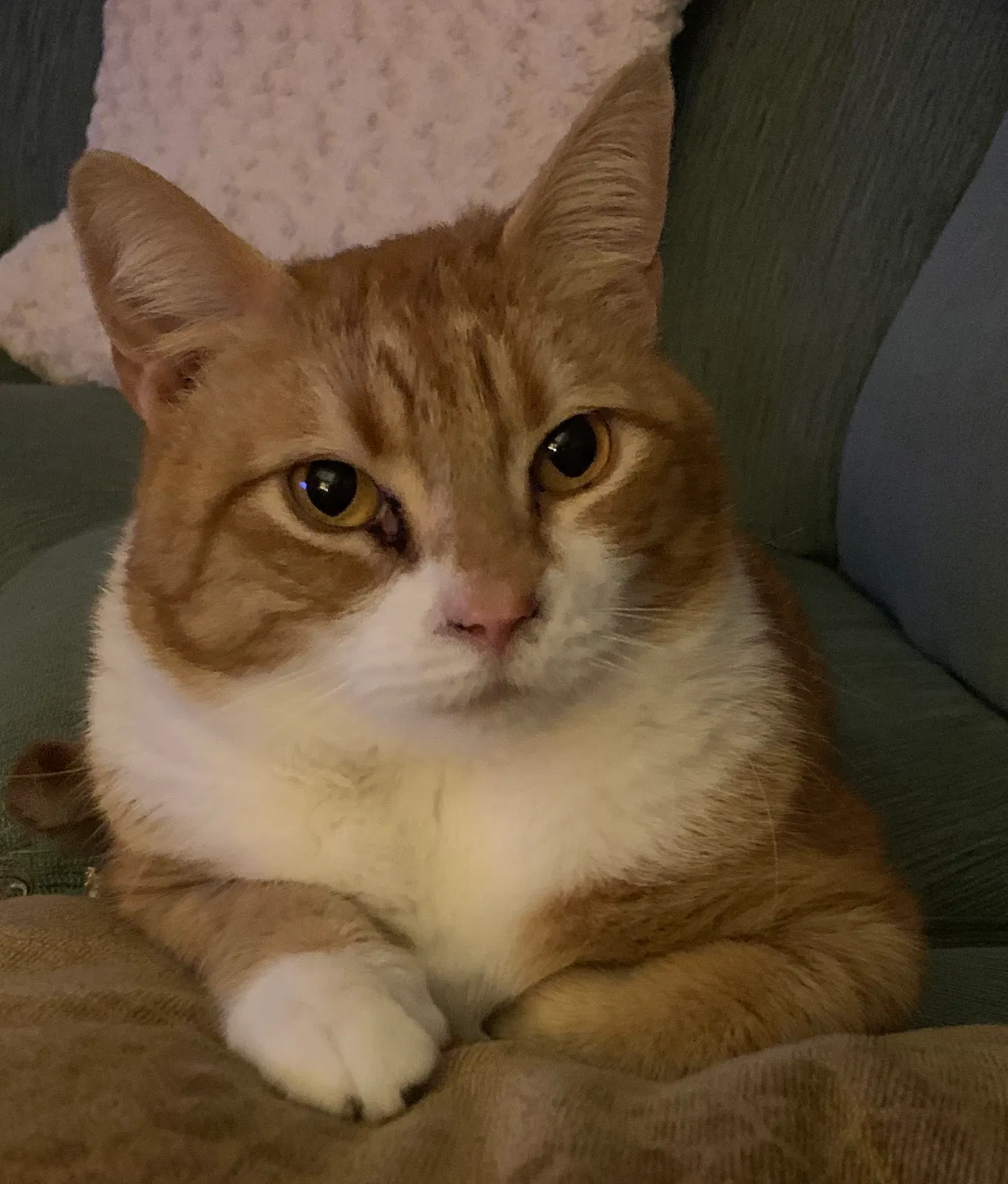 Lost cat in Lavallette, NJ, 8735