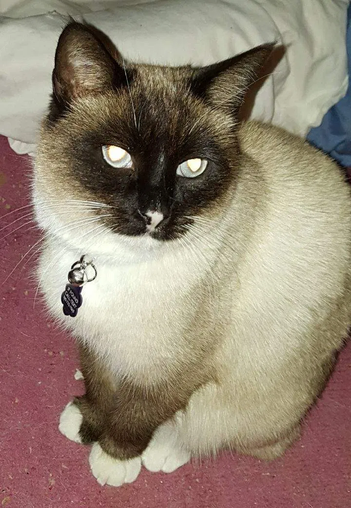 Lost cat in Wichita Falls, TX, 76308