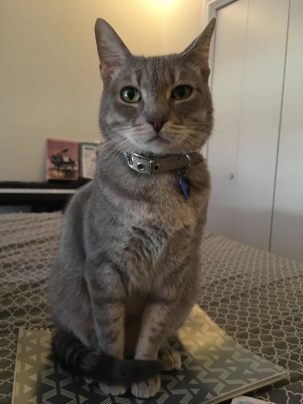 Lost cat in Denton, TX, 76201