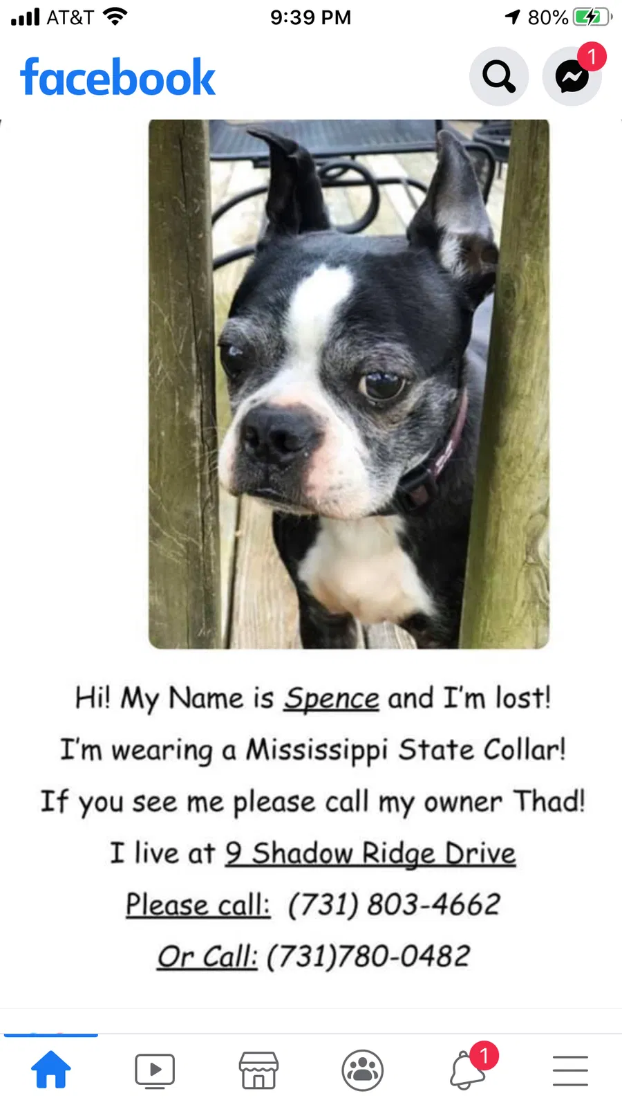 Lost dog in Jackson, TN, 38305