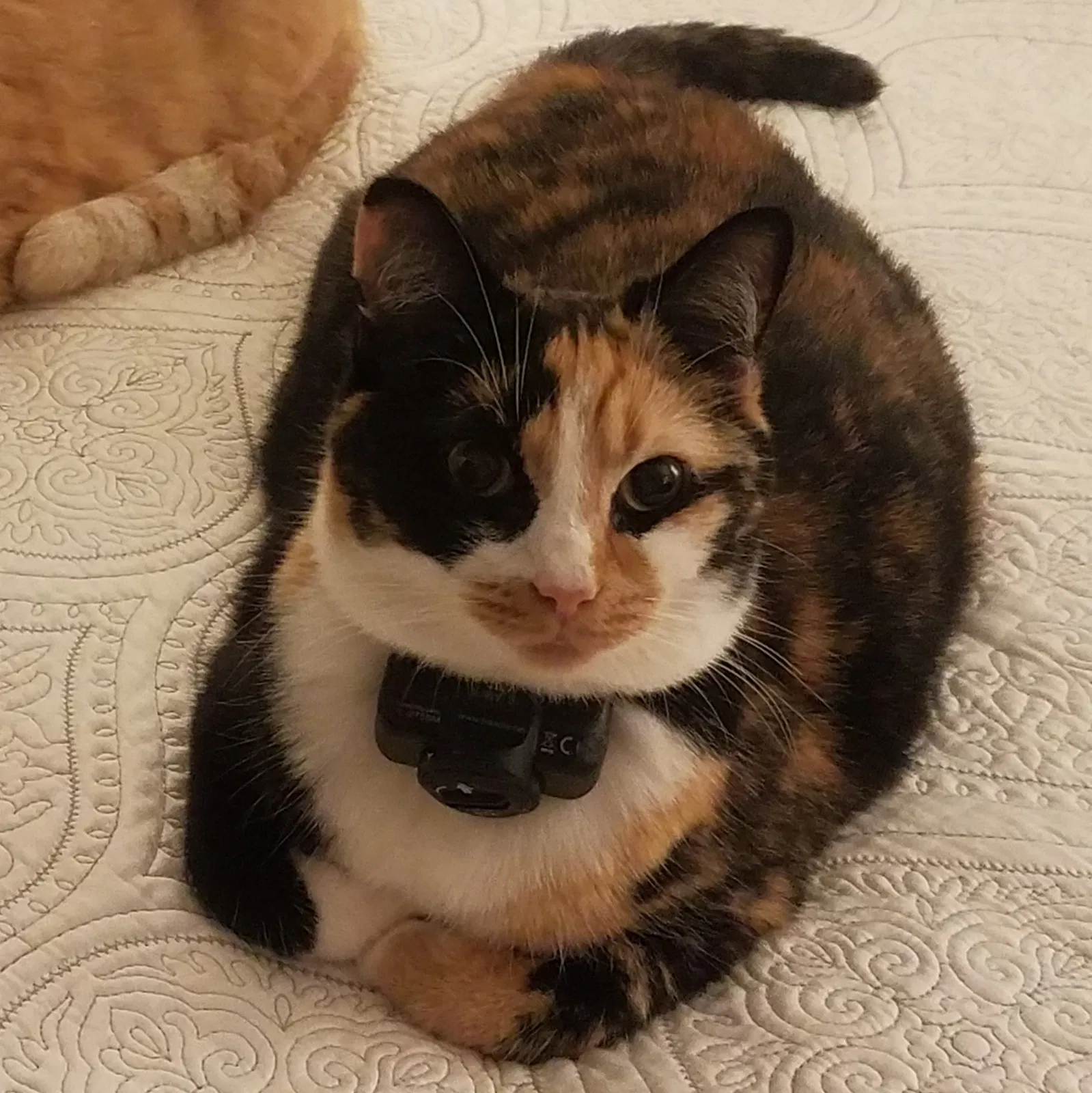 Lost cat in Sterling, VA, 20164