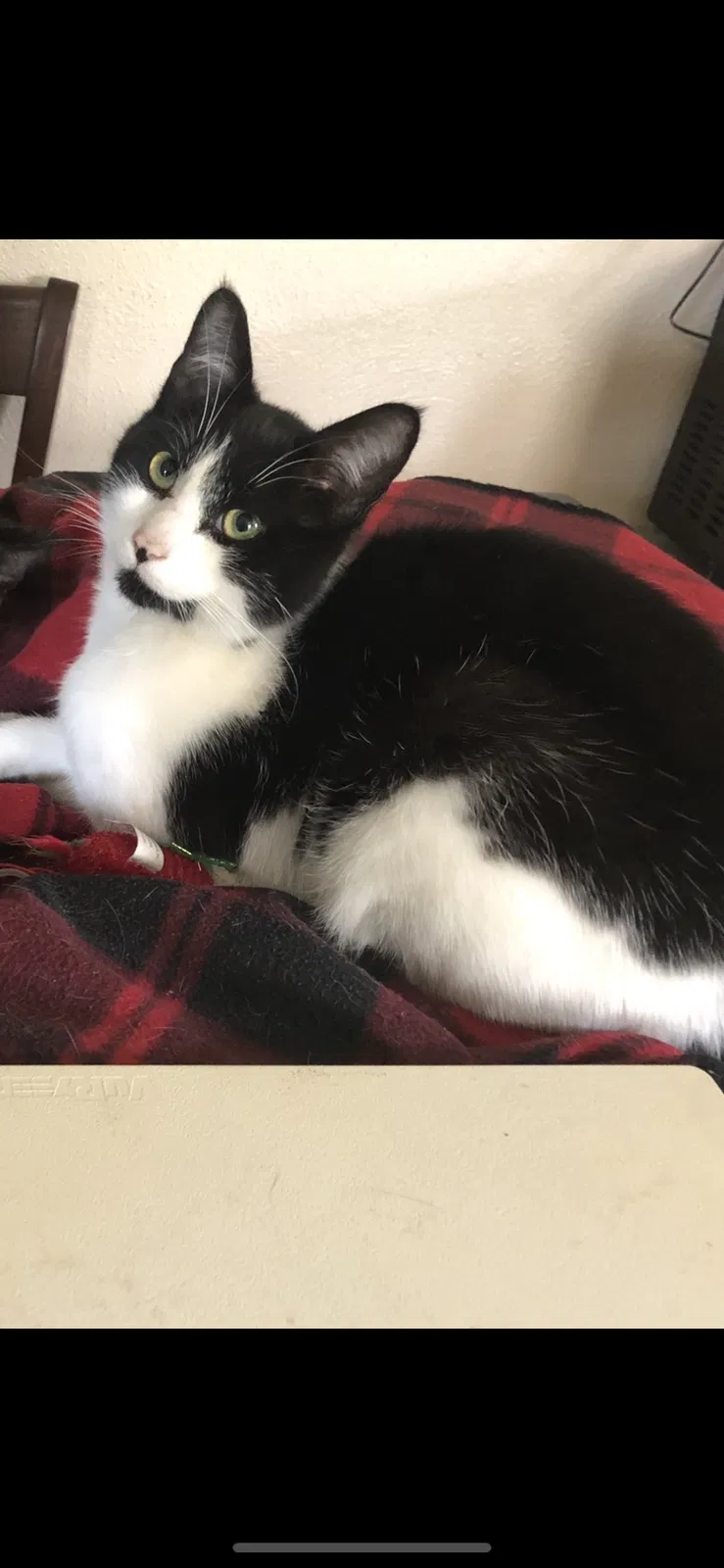 Lost cat in Dallastown, PA, 17313