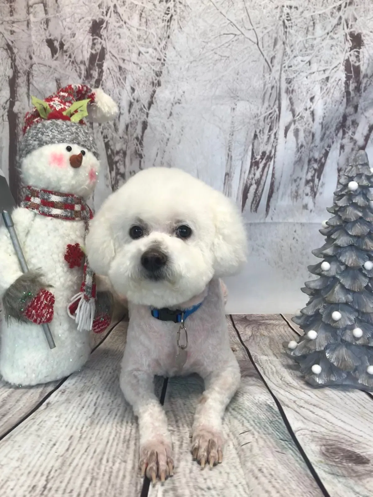 Lost dog in Clarksville, TX, 75426