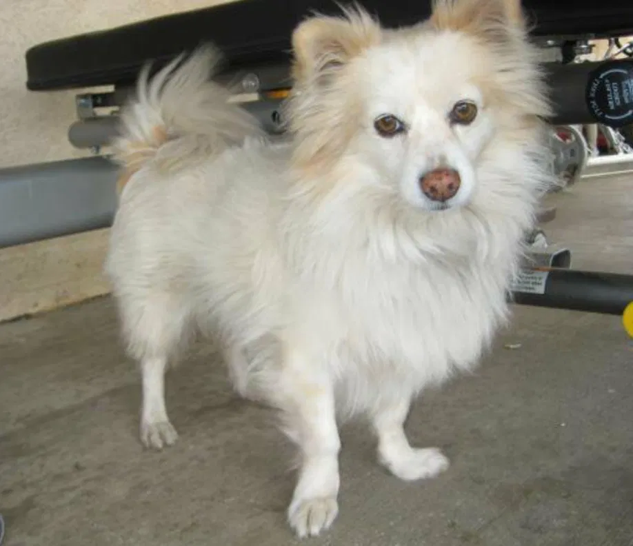 Lost dog in Fontana, CA, 92335