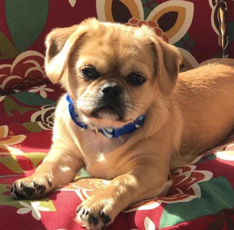 Lost dog in Ellijay, GA, 30540