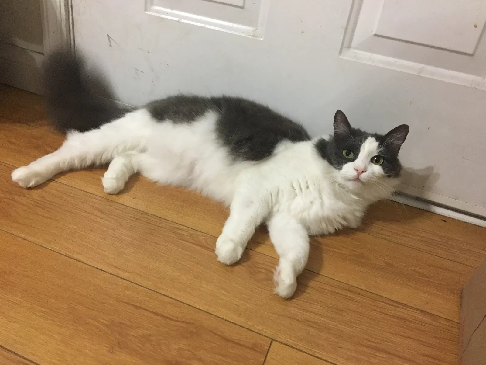 Lost cat in Los Angeles, CA, 90031