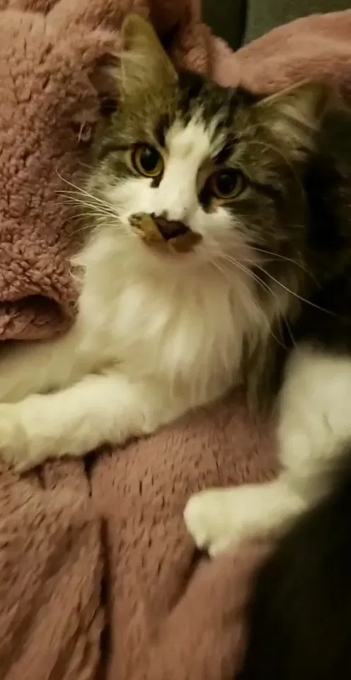 Lost cat in Santa Rosa, CA, 95404