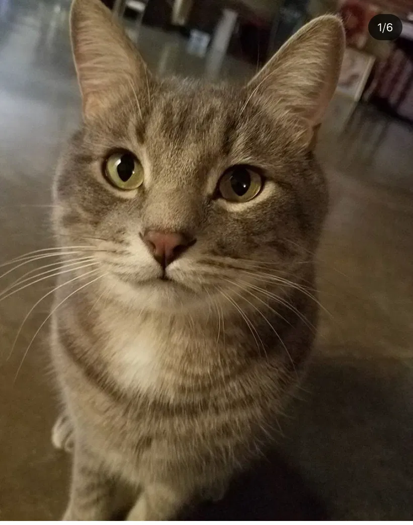 Lost cat in New Braunfels, TX, 78130