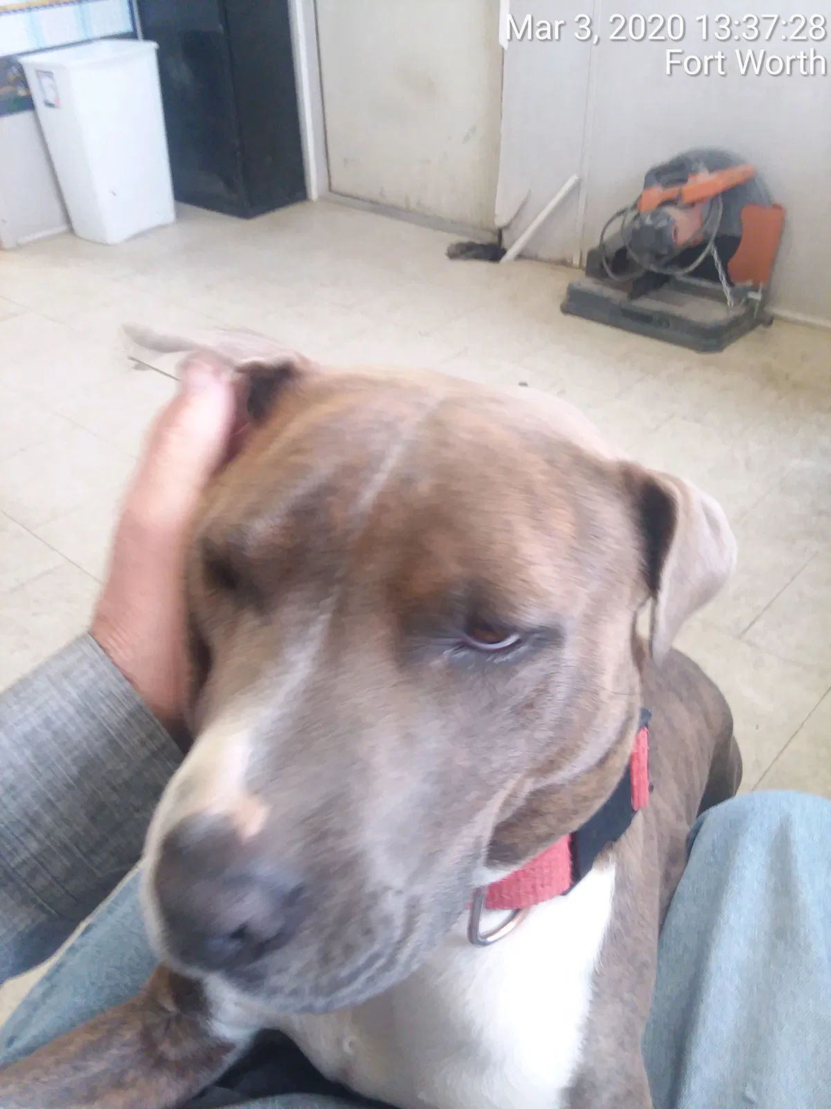Lost dog in Fort Worth, TX, 76106