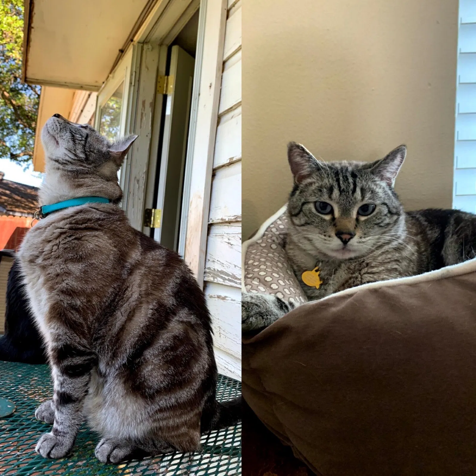 Lost cat in Abilene, TX, 79605