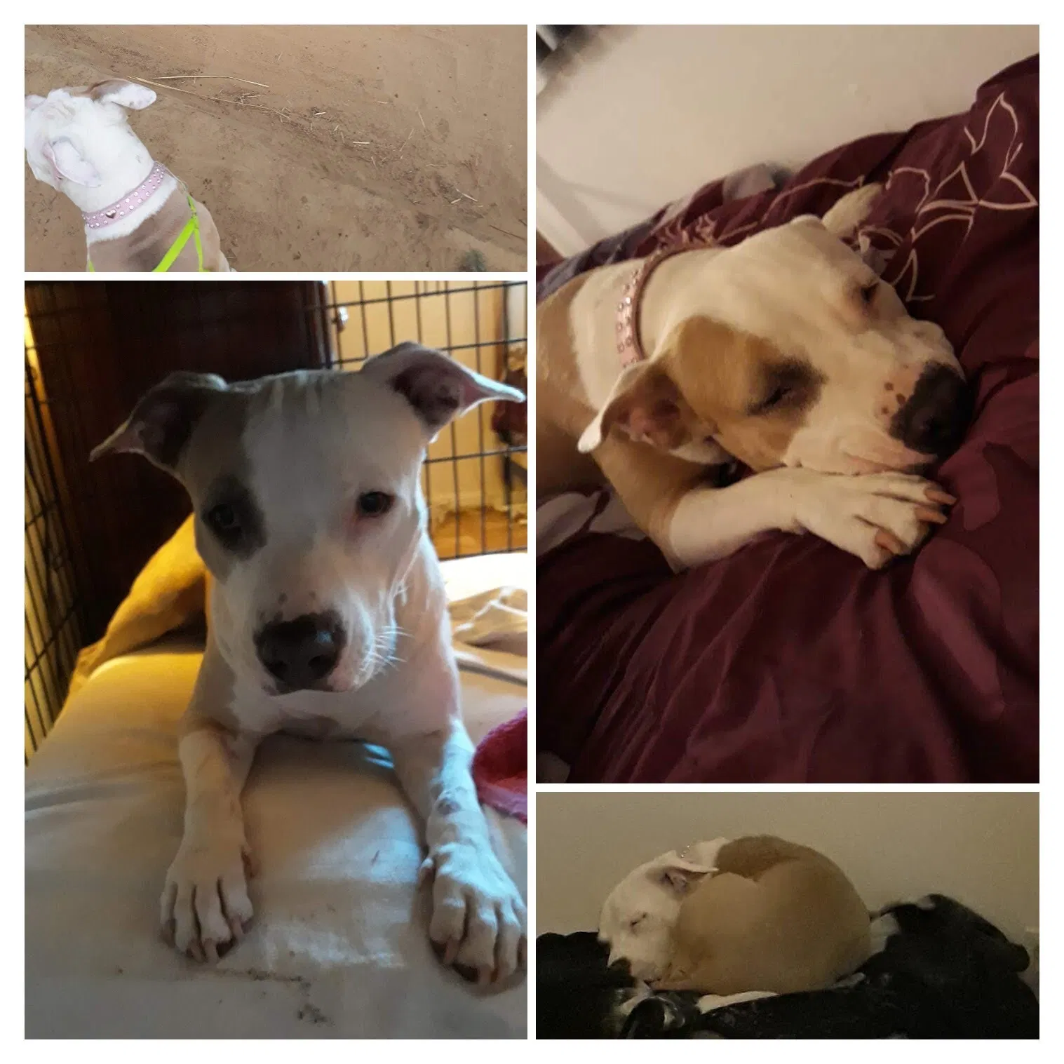 Lost dog in Taft, CA, 93268