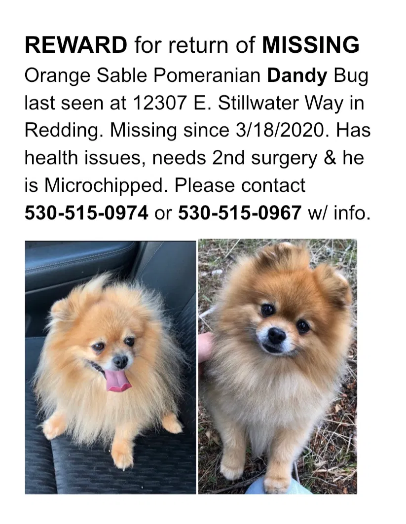 Lost dog in Redding, CA, 96003
