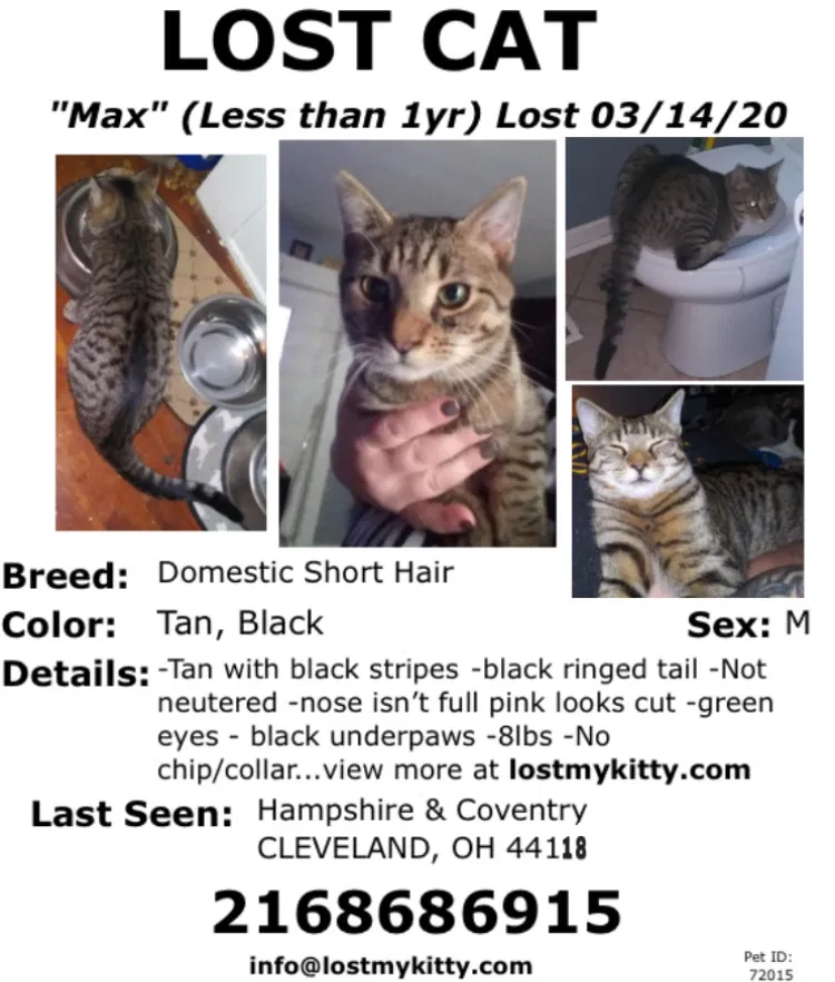 Lost cat in Cleveland, OH, 44118