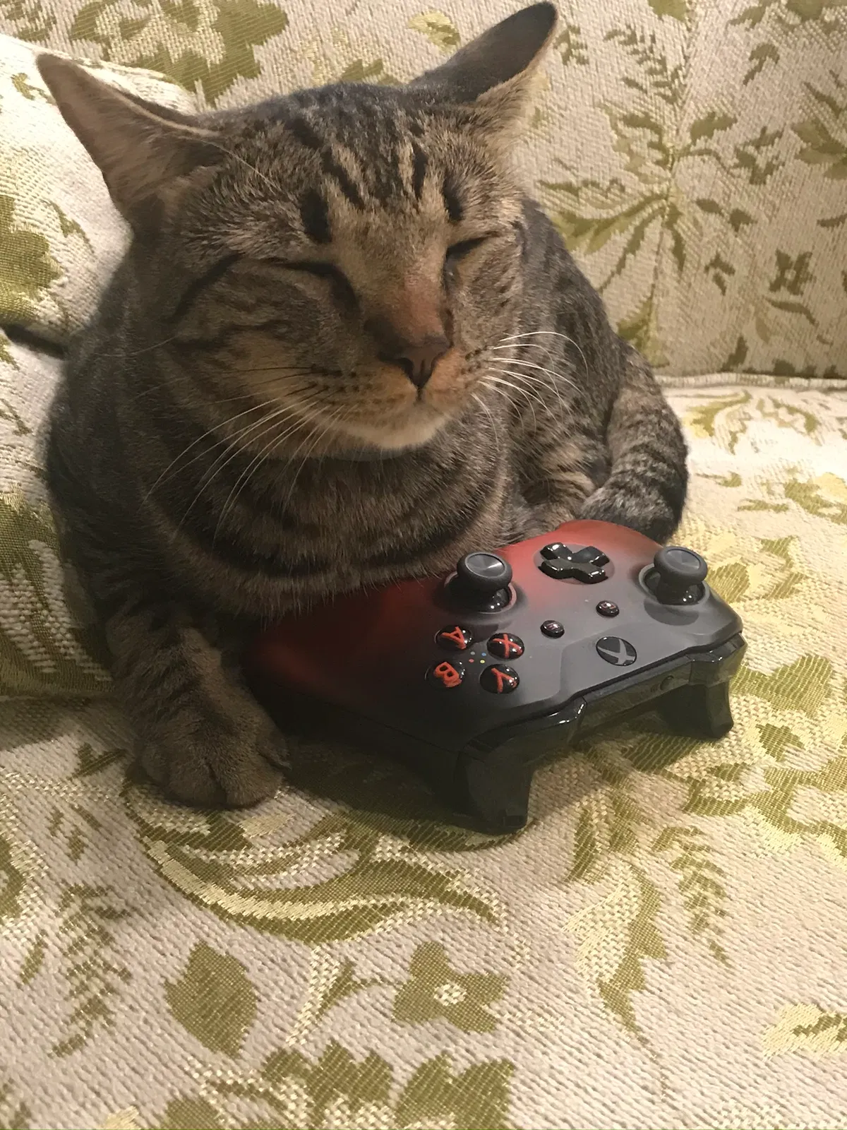 Lost cat in Rockwell, NC, 28138