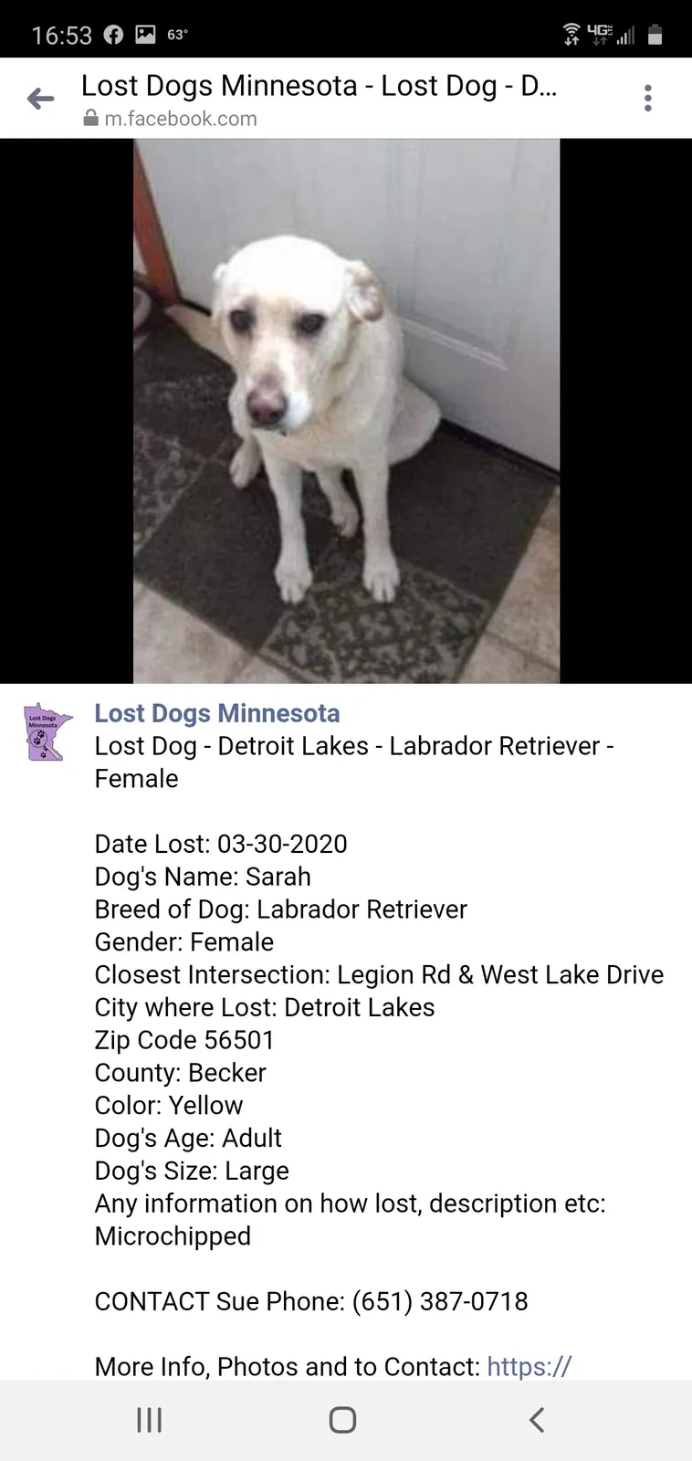 Lost dog in Saint Paul, MN, 55112