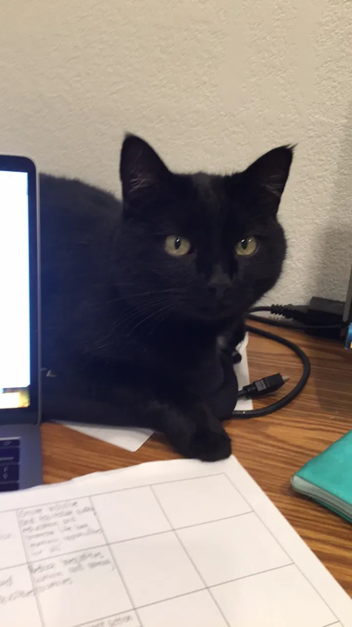 Missing Cat