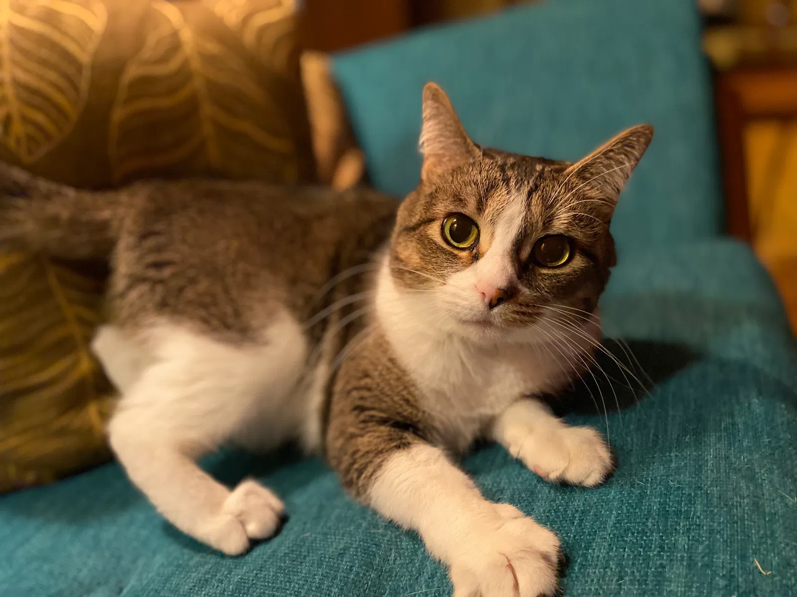 Lost cat in Saint Paul, MN, 55108