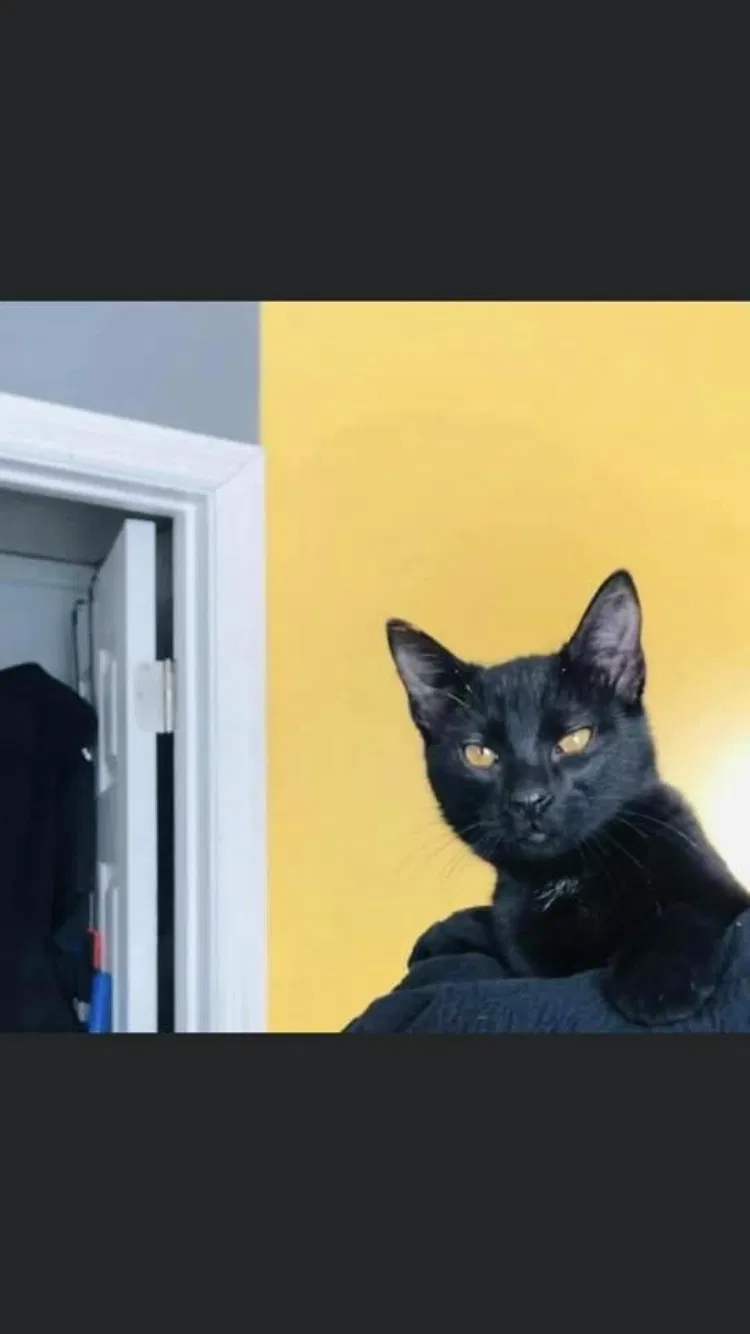 Lost cat in Mankato, MN, 56001