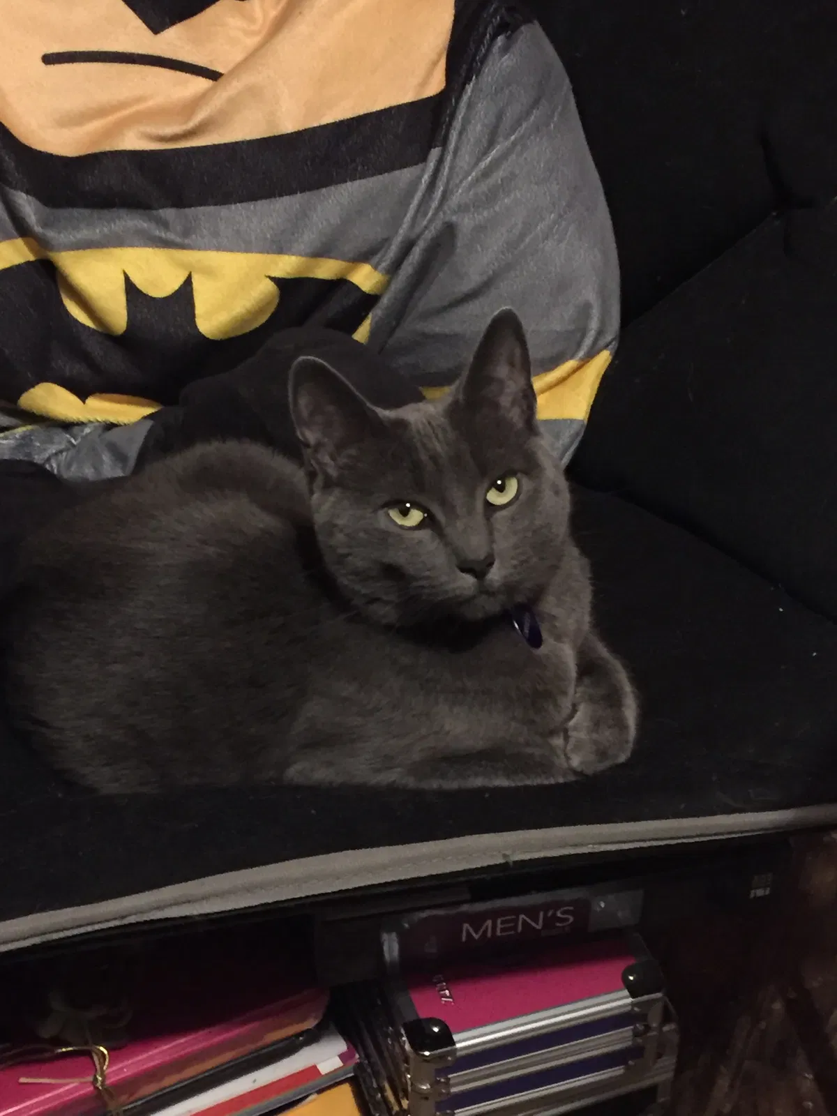 Lost cat in Madison, OH, 44057