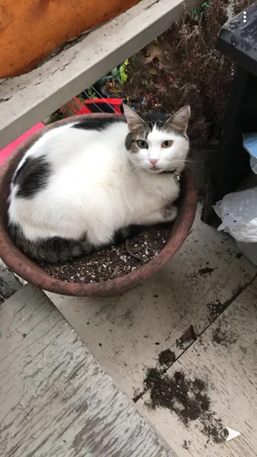 Lost cat in Portland, OR, 97210