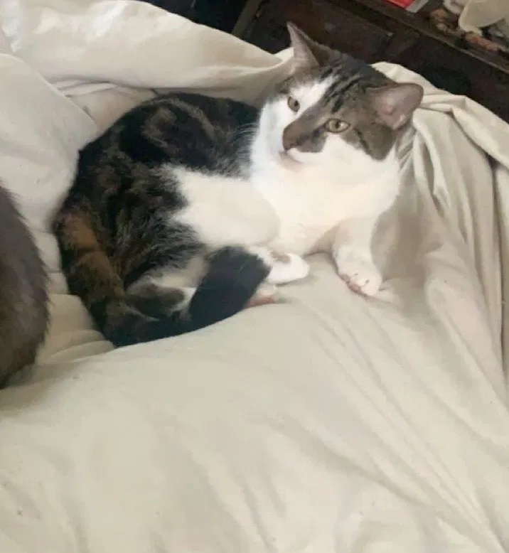 Lost cat in Sun Prairie, WI, 53590