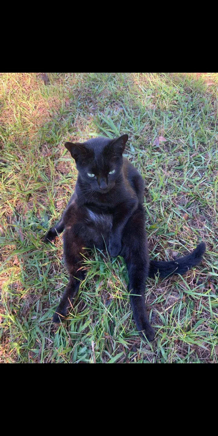 Lost cat in Winter Springs, FL, 32708