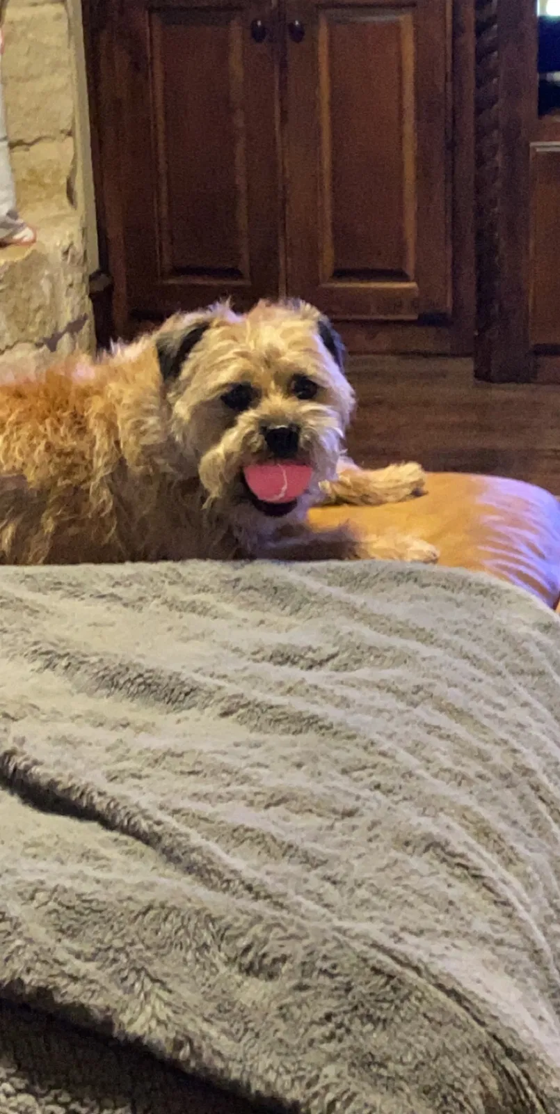 Lost dog in Colleyville, TX, 76034