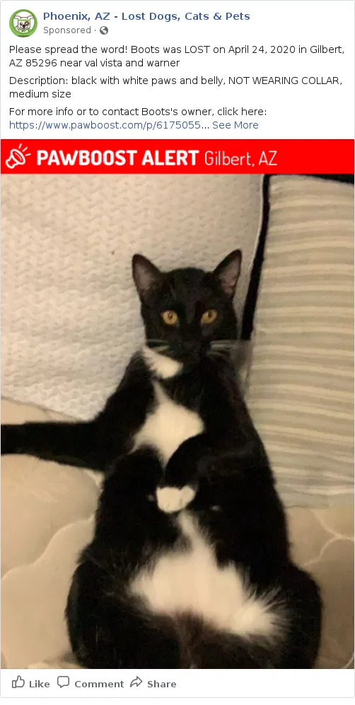 Lost cat in Gilbert, AZ, 85296