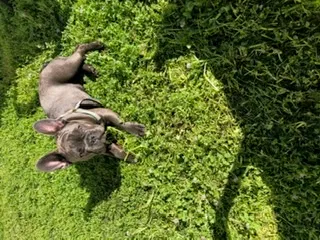 Lost dog in San Bernardino, CA, 92401
