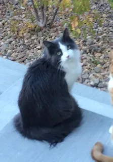 Lost cat in Arvada, CO, 80007