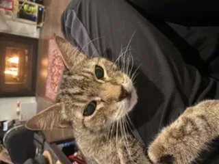 Lost cat in Huntington Beach, CA, 92648