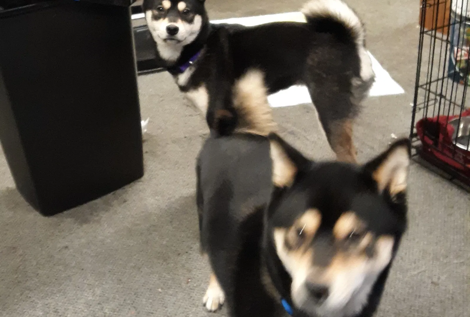 Lost dog in Portland, OR, 97218