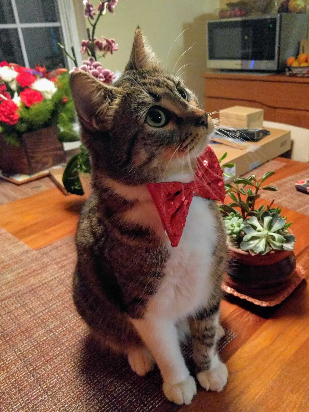 Lost cat in Fremont, CA, 94539