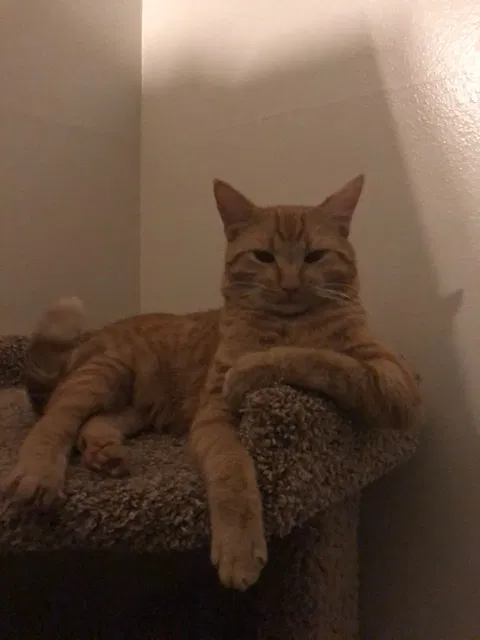 Lost cat in Phoenix, AZ, 85022