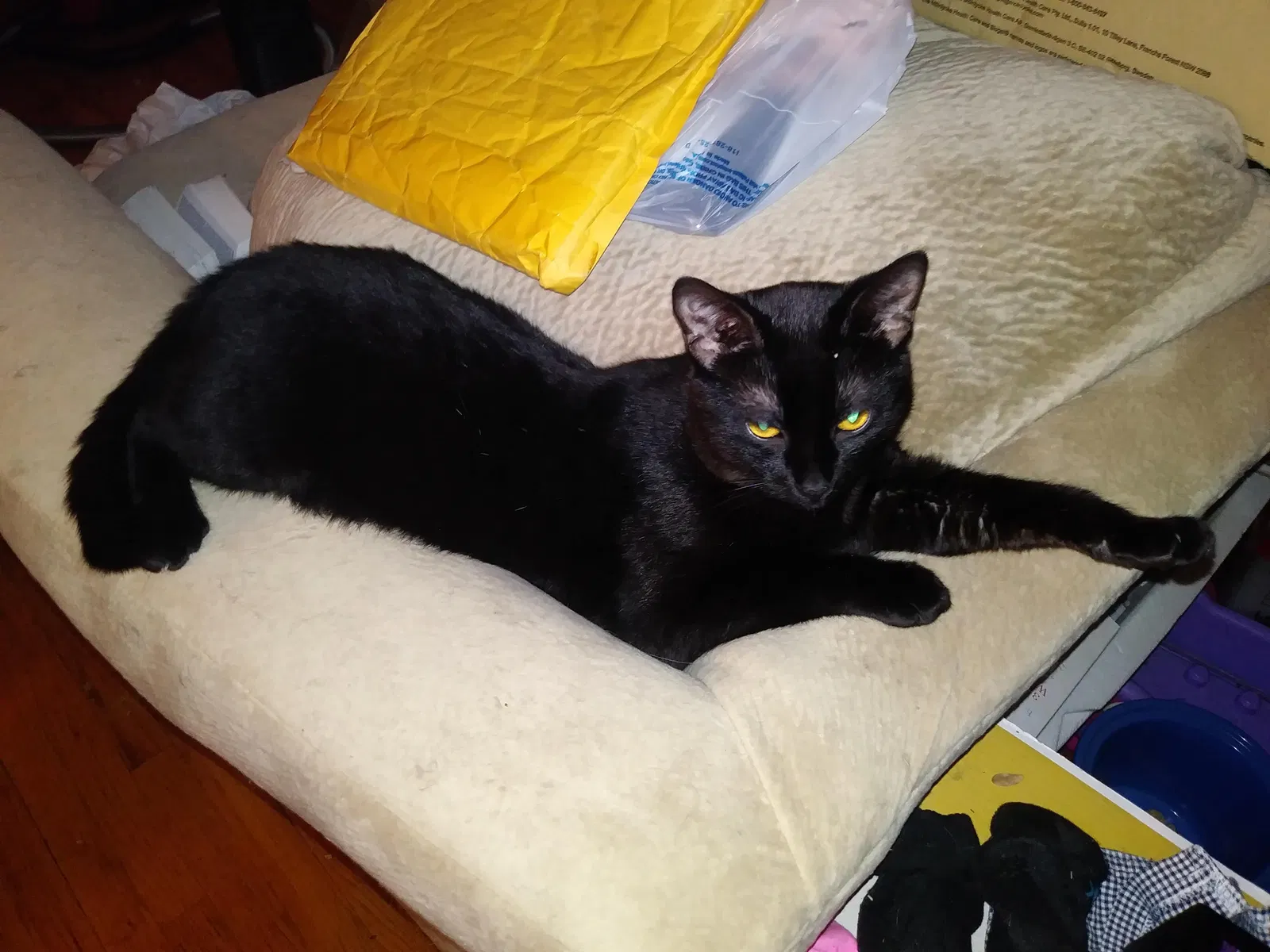 Lost cat in Denver, CO, 80215