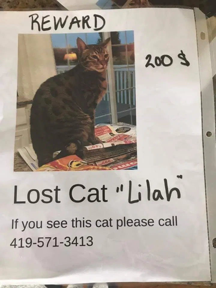 Lost cat in Ashley, OH, 43003